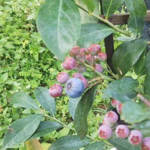 沖縄でもブルーベリーは実をつける