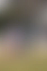 菜の花よさこい祭り