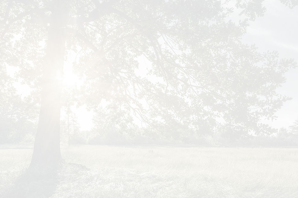 Sunset_Through_Oak_Tree_WEB.jpg
