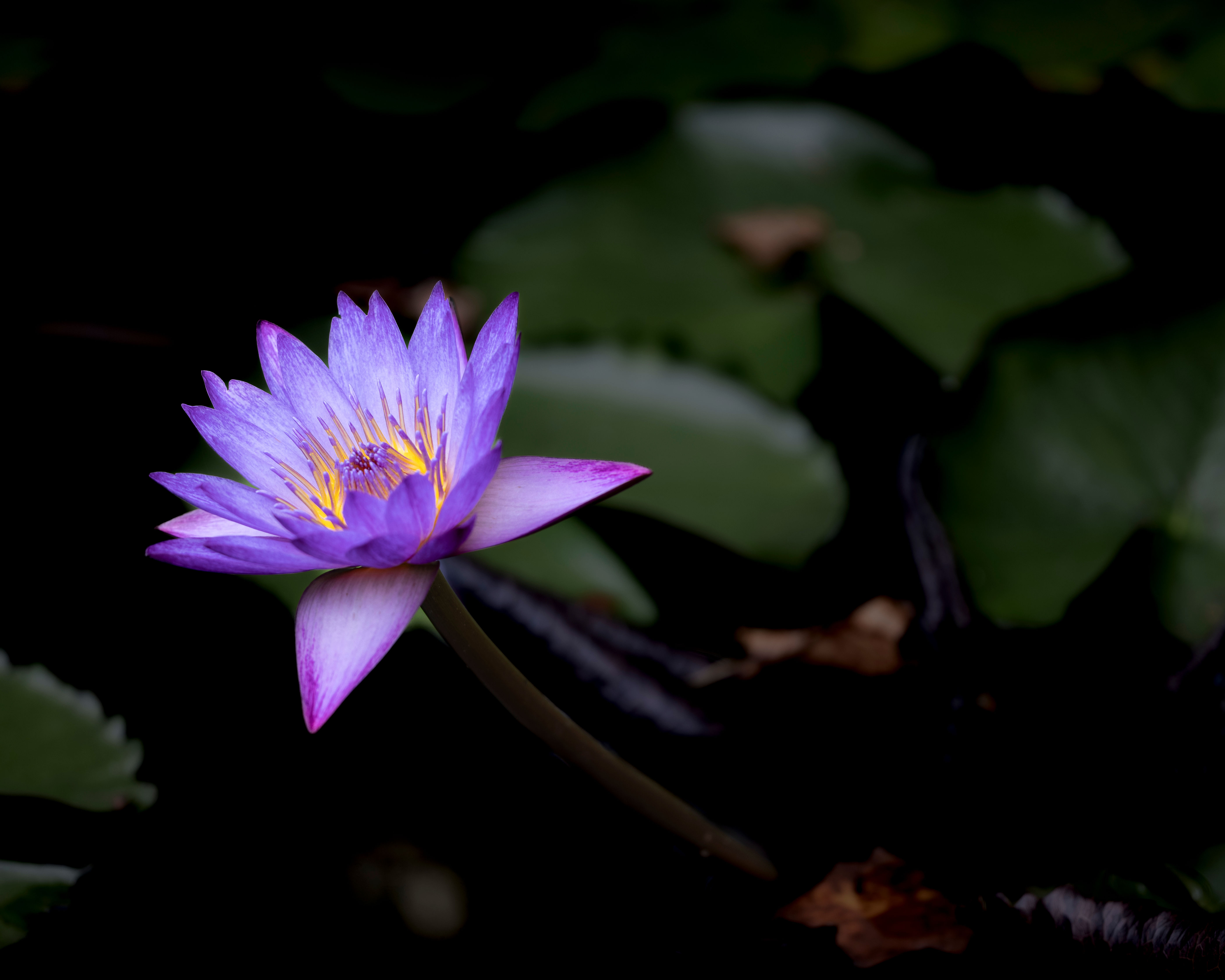 Lily Pad Lotus