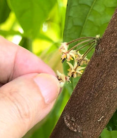 pollination.jpg