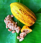 cacaofruit