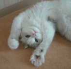 気まぐれ野良.gif