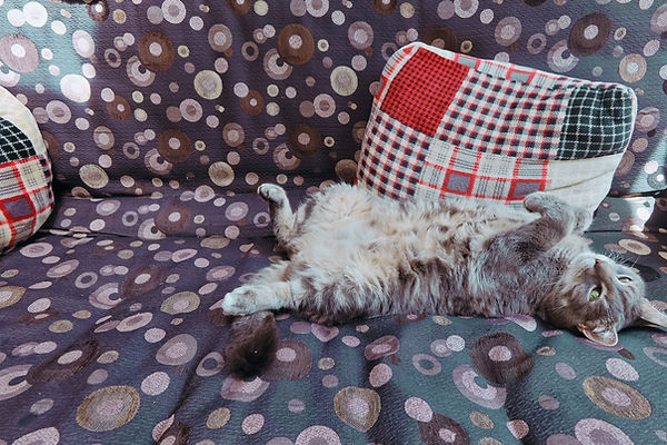 Timmy the cat