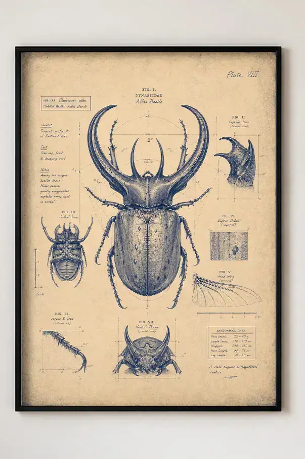 Planche beetle entomologique pour cabinet de curiosités.