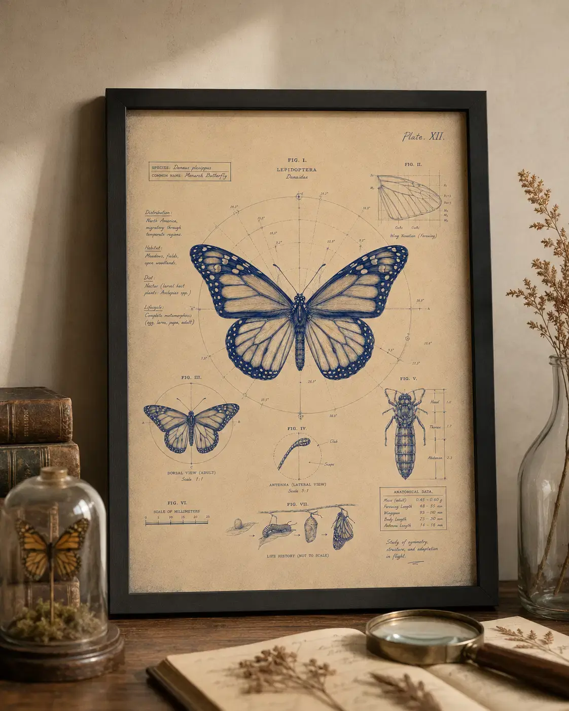 Planche Papillon | Décoration cabinet de curiosités
