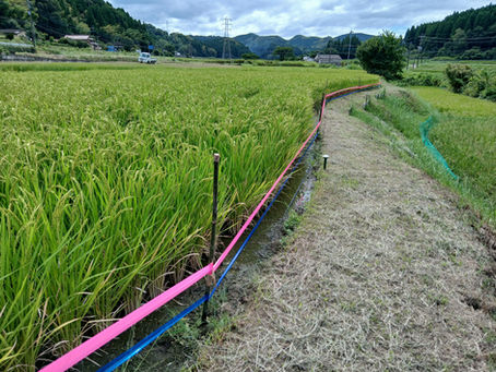 来月は稲刈りです🐗