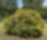 Millepertuis2.jpg