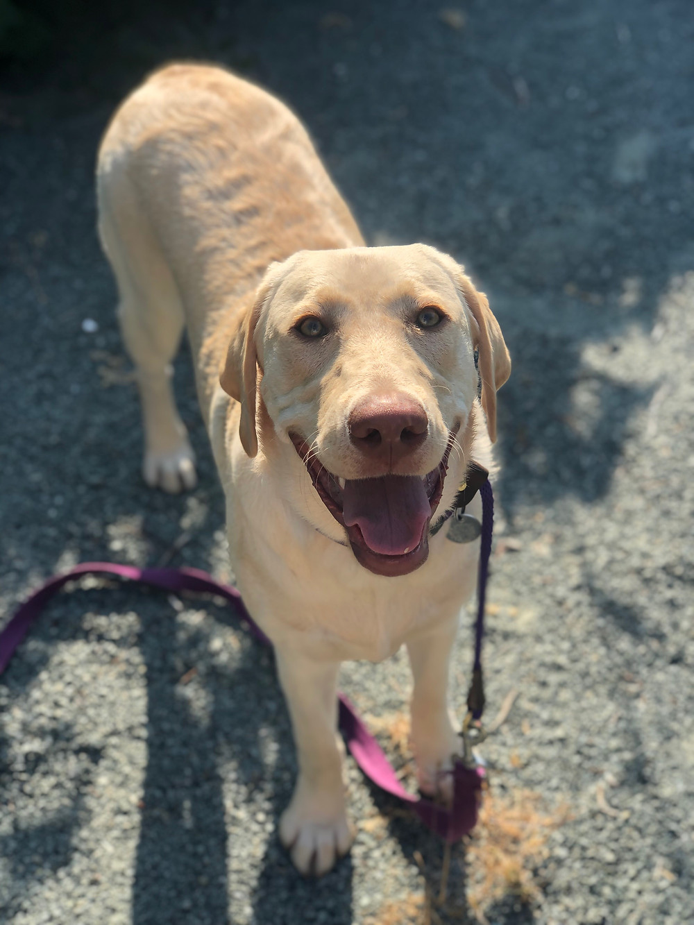 A picture of an 8 month old yellow lab dog, laughing for the camera