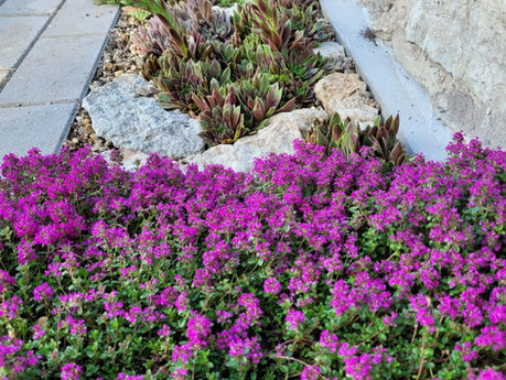 Pikas, kitsas peenras õitsev nõmm-liivatee 'Zoja'.