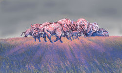 Bison Sunrise with Snow