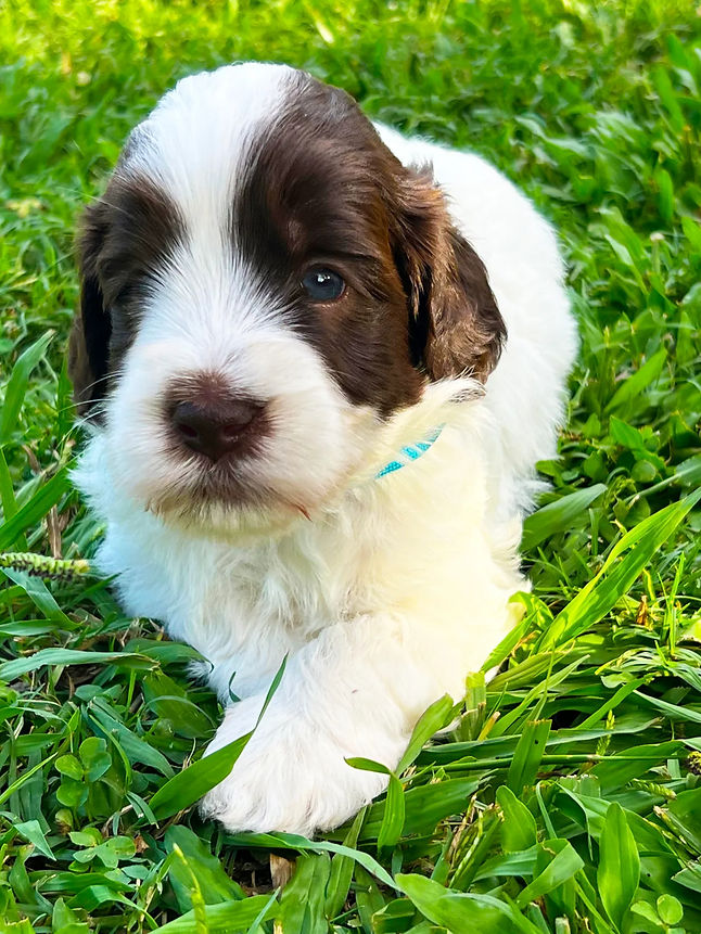 e8aaf87b-7e3f-42b7-bdcb-99915b03ca10_edi