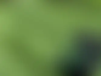 Fall Lawn Care: Prepping Your California Trimmer and Turf