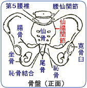 骨盤と仙腸関節