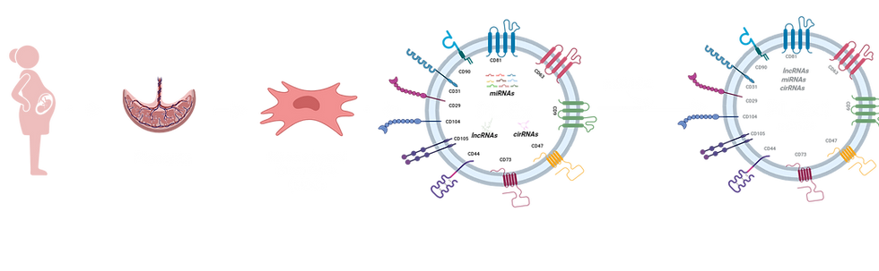 PL-Ex1 lead product overview