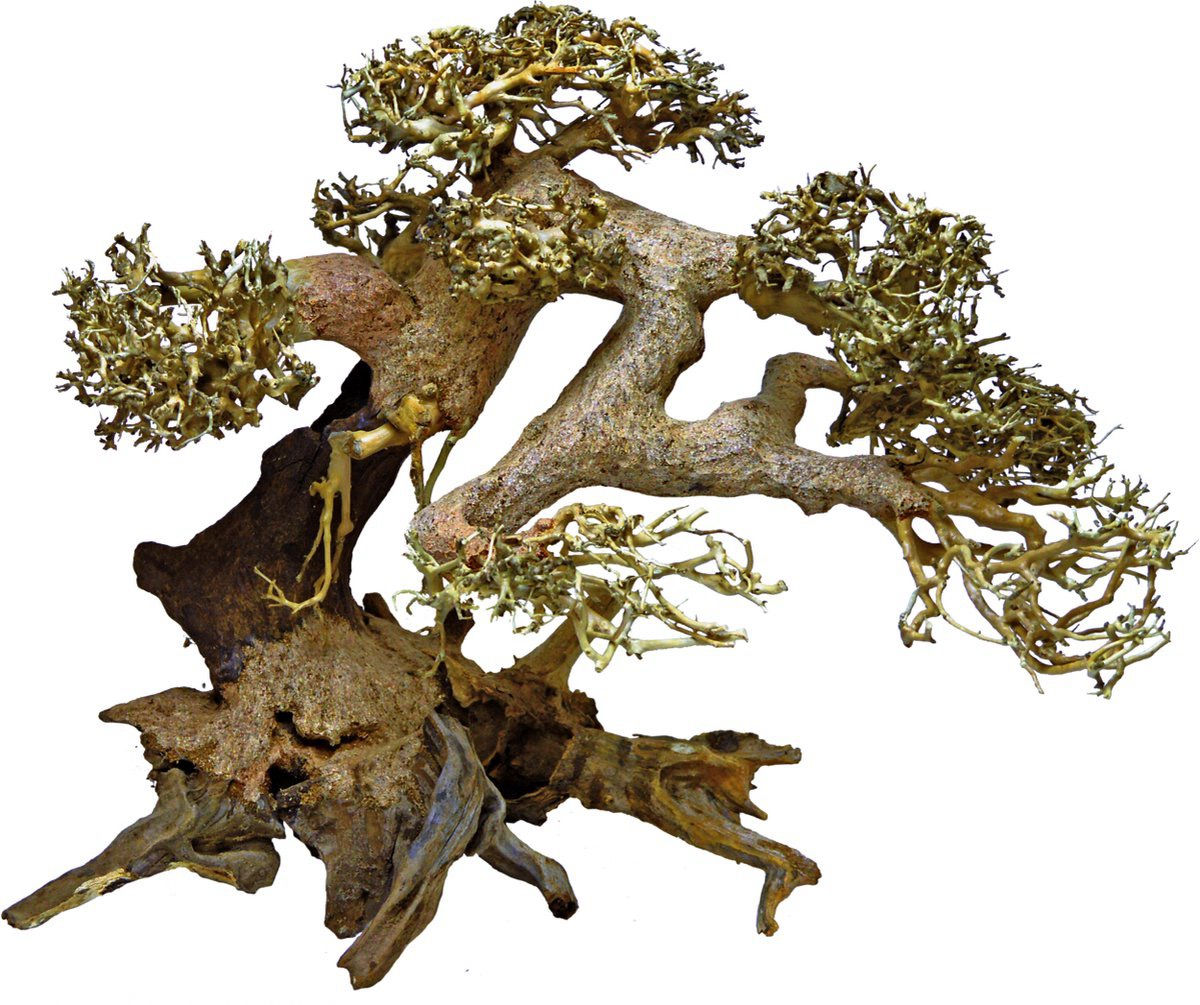 Superfish Bonsai Driftwood  M