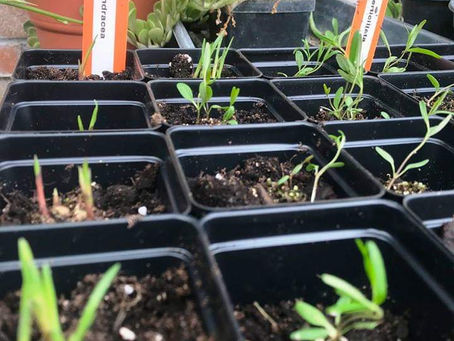 Pollinator Plants Restoration