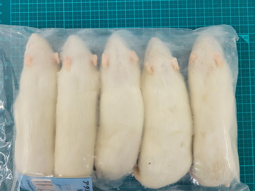 冷凍ラットアダルトML+5匹 | 爬虫類の楽園 Suke Rep神戸店