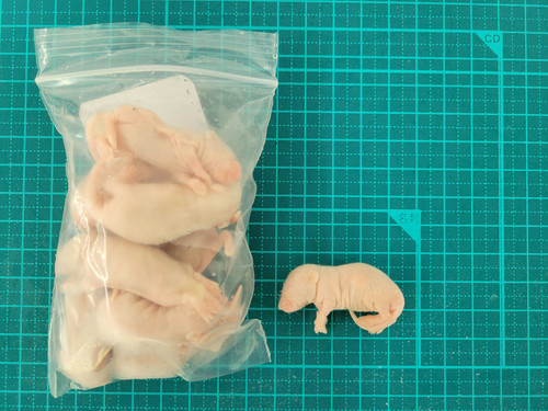 ひ 送料無料 冷凍ピンクマウスL300匹 ひ 送料無料 冷凍ピンクマウス