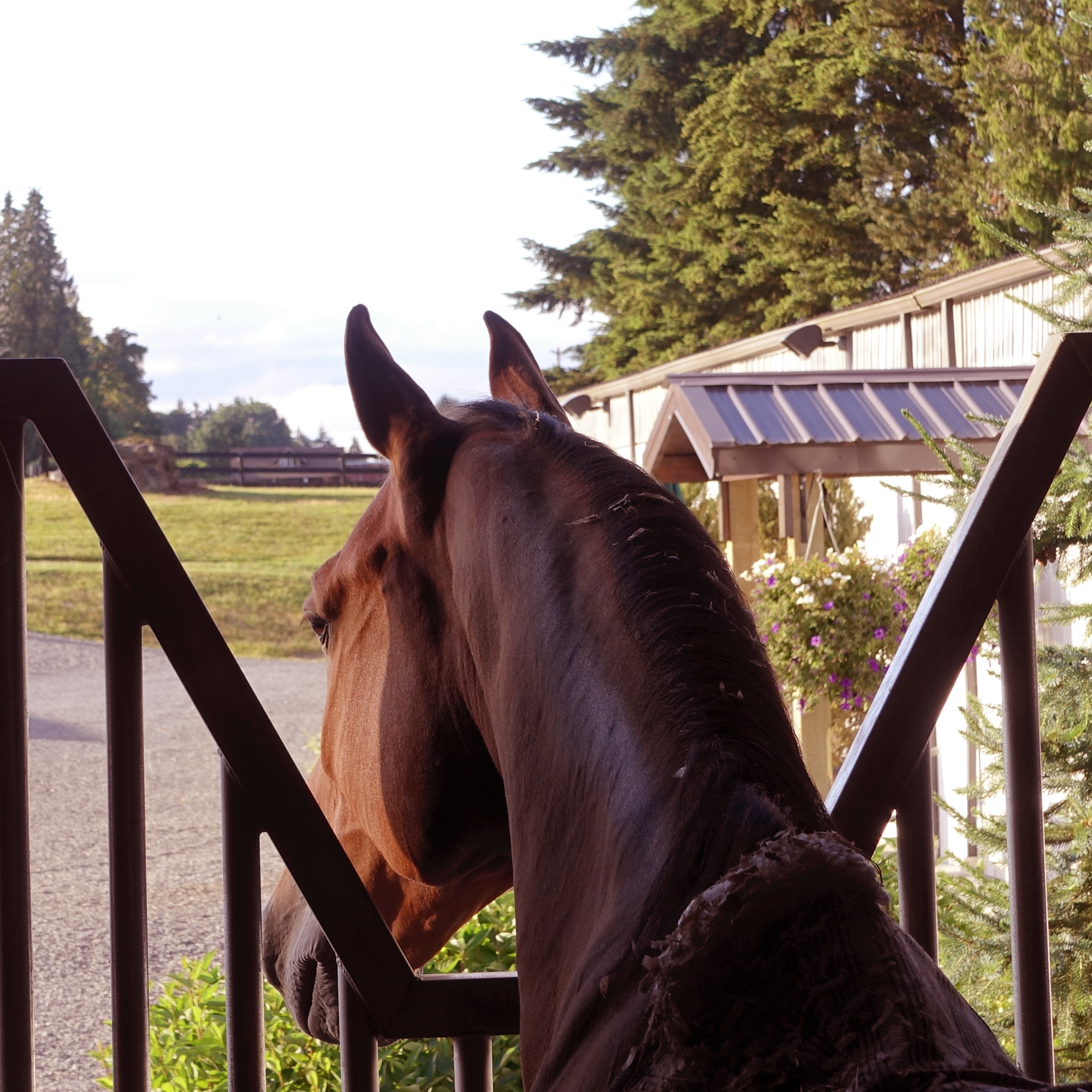 Handsome Conington loves his window