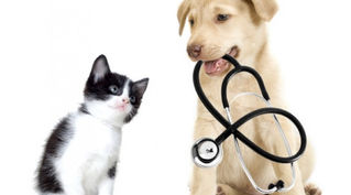Você deve cuidar do seu Amigo Pet... Ele depende de você... (10 motivos para você levar o seu Pet ao