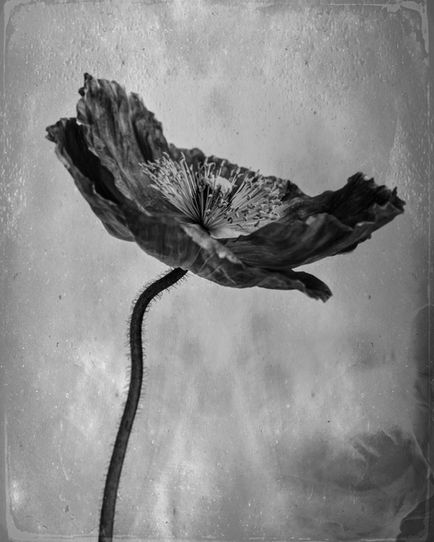 Poppy Evolution