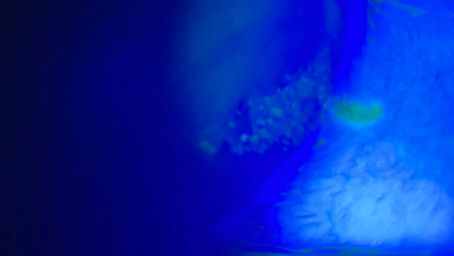 Ceratite, entenda o que é!