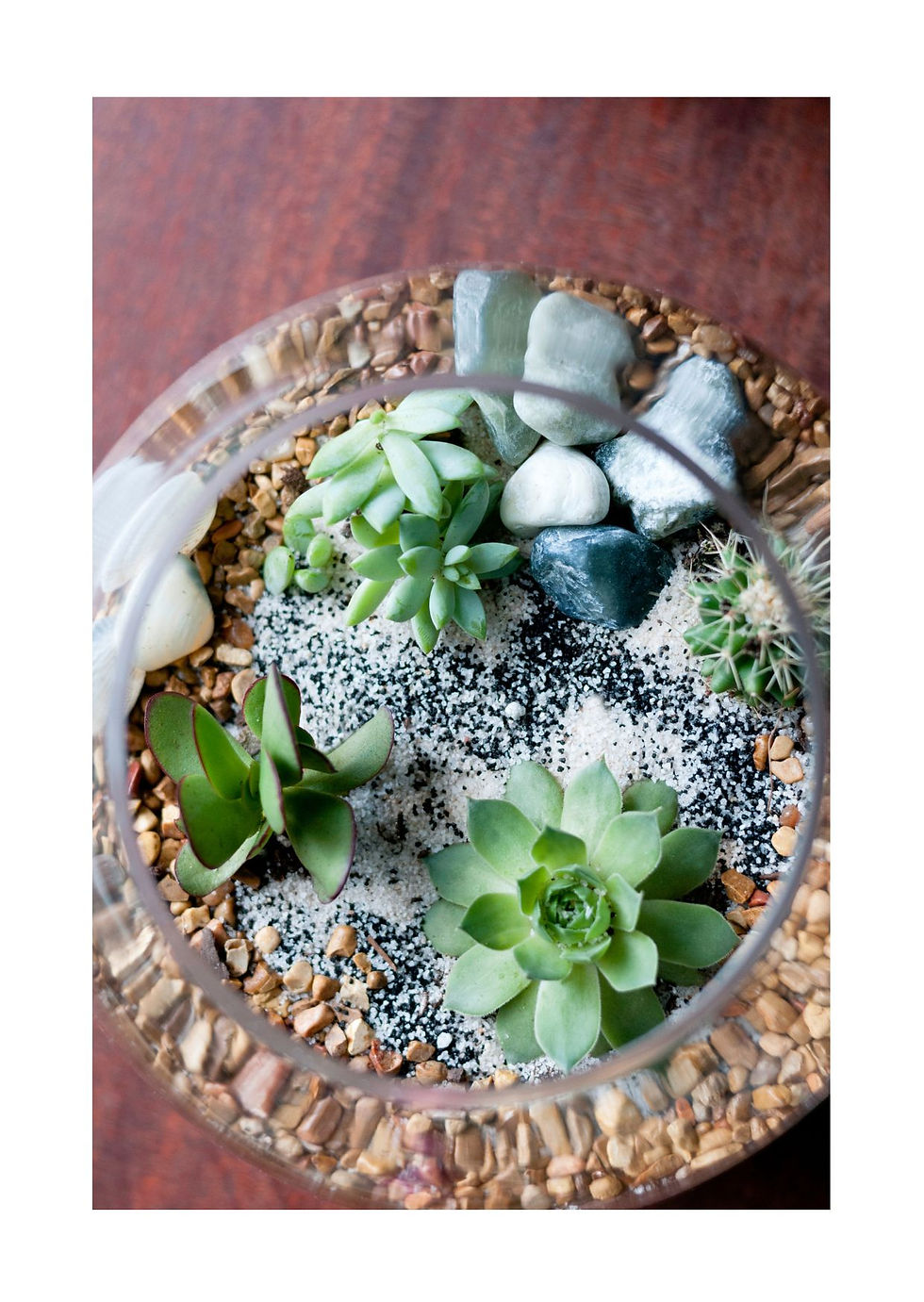 Open Terrarium Friday 28th November 6 - 8pm