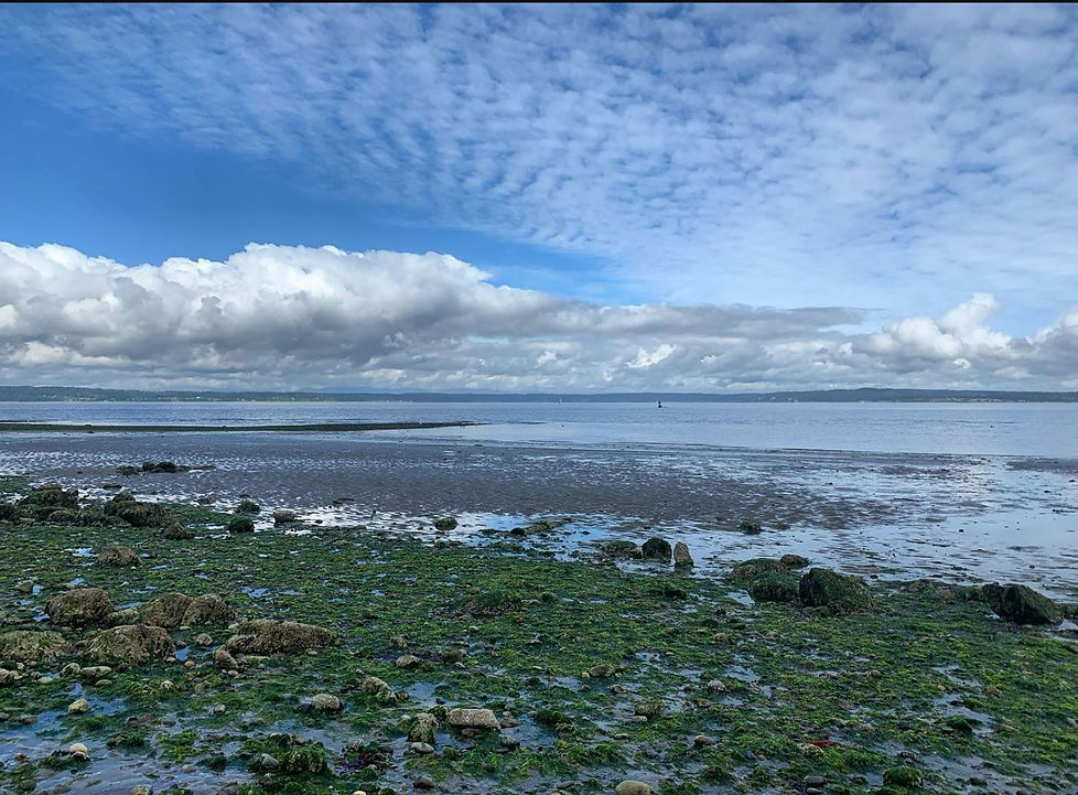 Golden Gardens - photo by Liz.JPG