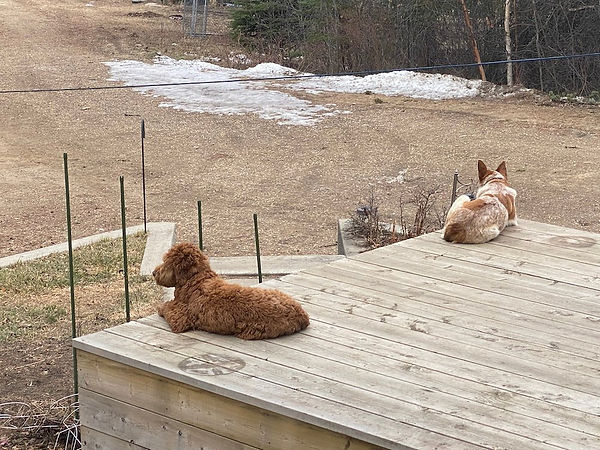 Leonard and Rusty on deck.jpeg