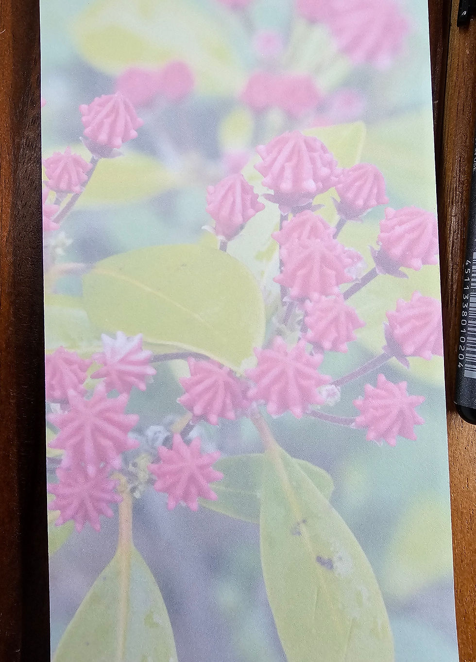 Thumbnail: Mountain Laurel in Bud, Magnetic Grocery Pad