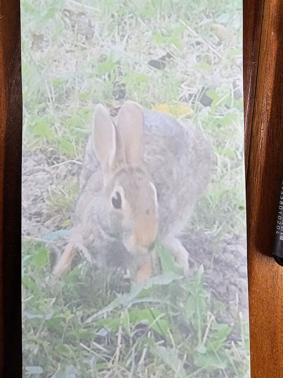 Thumbnail: Rabbit in our Garden, But It's Not Peter, Magnetic Grocery Pad