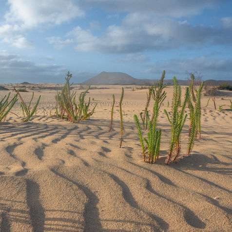 The sand dunes of Corralejo in Fuerteventura, Canary Islands