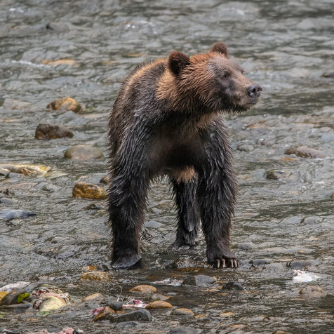 Brown bear in salmon season in British Columbia, Canada.
