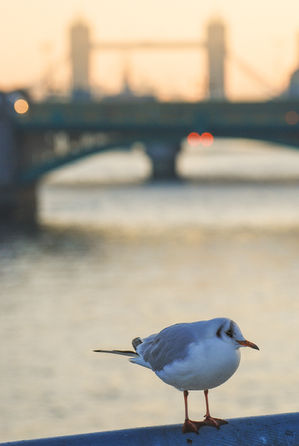 Seagull with Tower Bridge in the distance