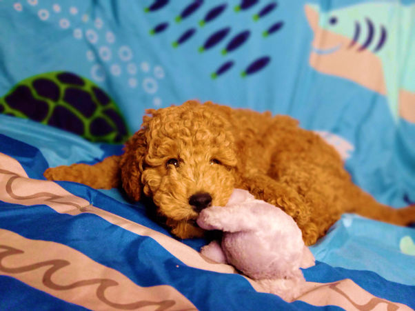 Snickerdoodle with the elephant on the blanket.jpg
