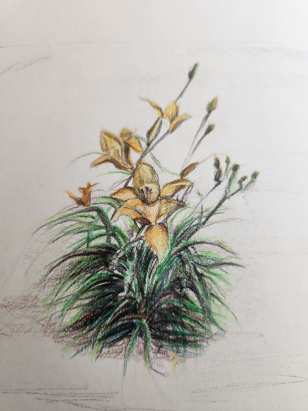 Daylily