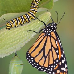 Emerging from the Cocoon into Life as an Adult