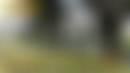 Vientos derribaron cinco pinos