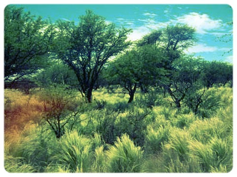 Semana del Bosque Nativo Pampeano