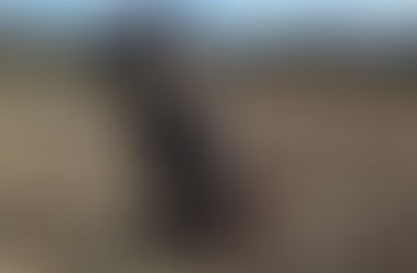 Otra vez el perro Rocco encontró marihuana y cocaína