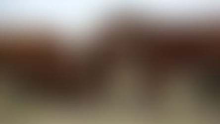 Ganadería: ''Esperando un gran futuro que nunca llega''