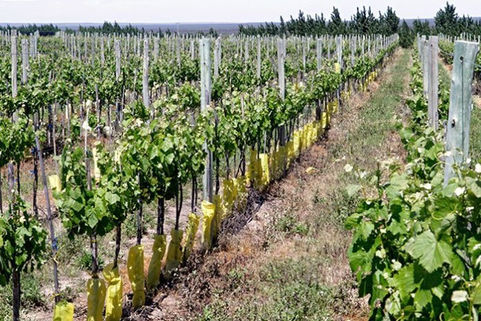 Más viñateros de Mendoza quieren migrar a La Pampa