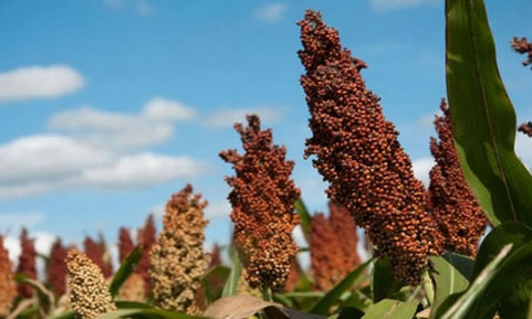 Sorgo forrajero: pasto en 50 días