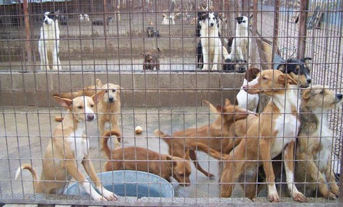 Proyecto para una ley provincial por perros y gatos