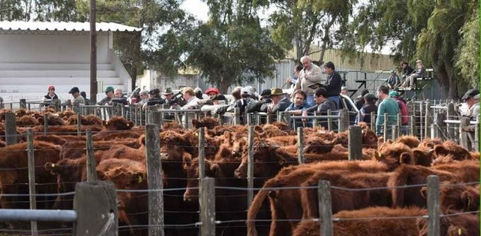 La marca de carne pampeana es referencia mundial