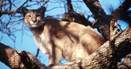 Iniciaron estudios de la población del puma