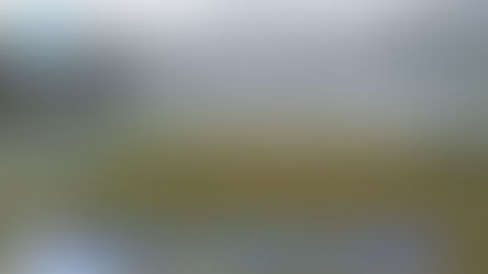 Orgullo winifredense