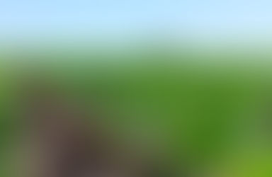 Argentina importará soja de Estados Unidos