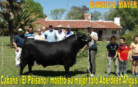 Ganadería: Cabaña «El Paisano» mostró su mejor toro Aberdeen Angus